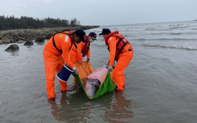 保育類抹香鯨擱淺 嘉義第1 起鯨豚死亡案件