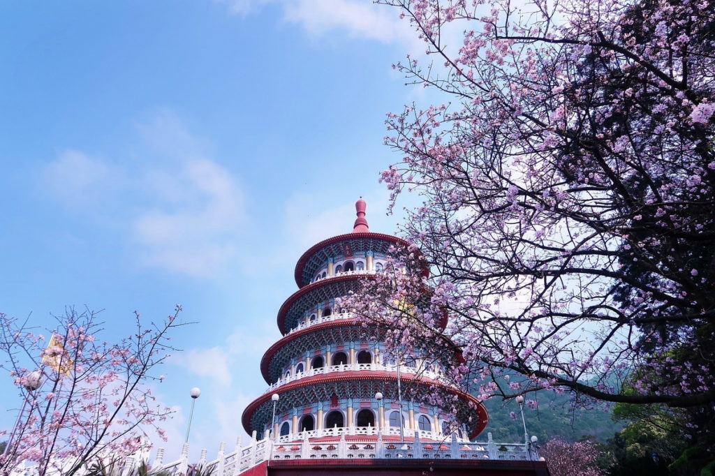雄偉圓型寶塔天壇與粉嫩盛開的吉野櫻相襯，每年都吸引滿滿的賞櫻遊客前往淡水天元宮朝聖