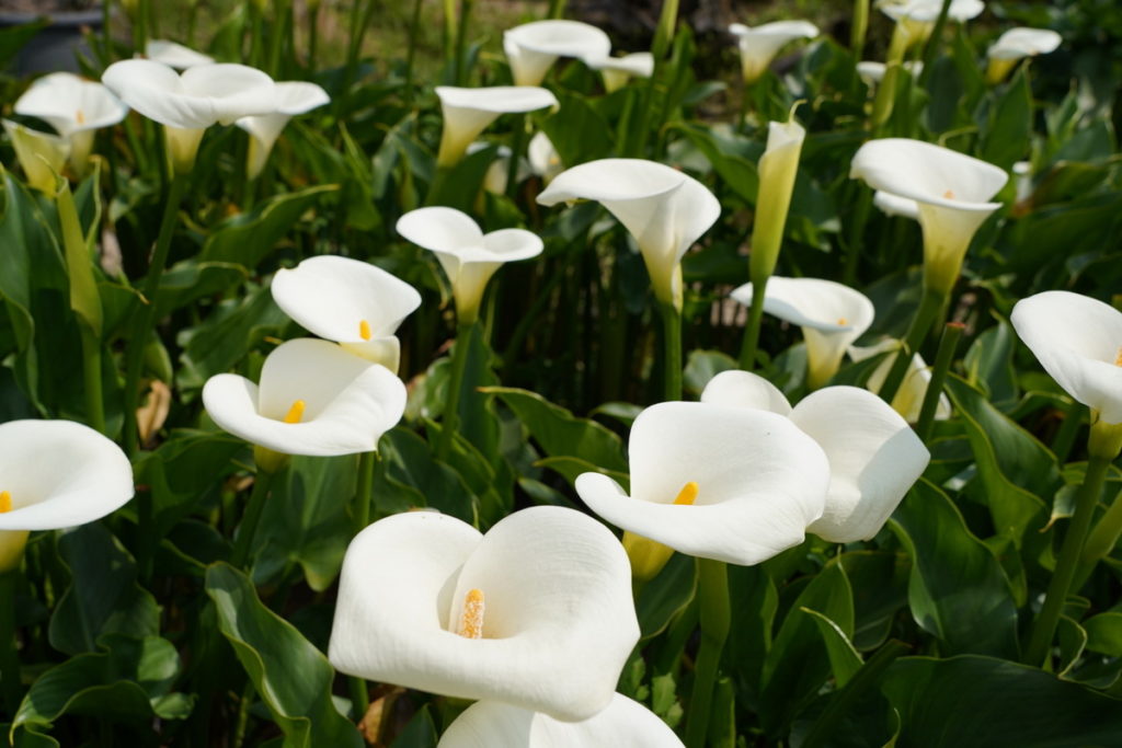 今年竹子湖花季於3月18日正式開鑼，活動主題以「自然白．純彩色」的時尚風格為主軸