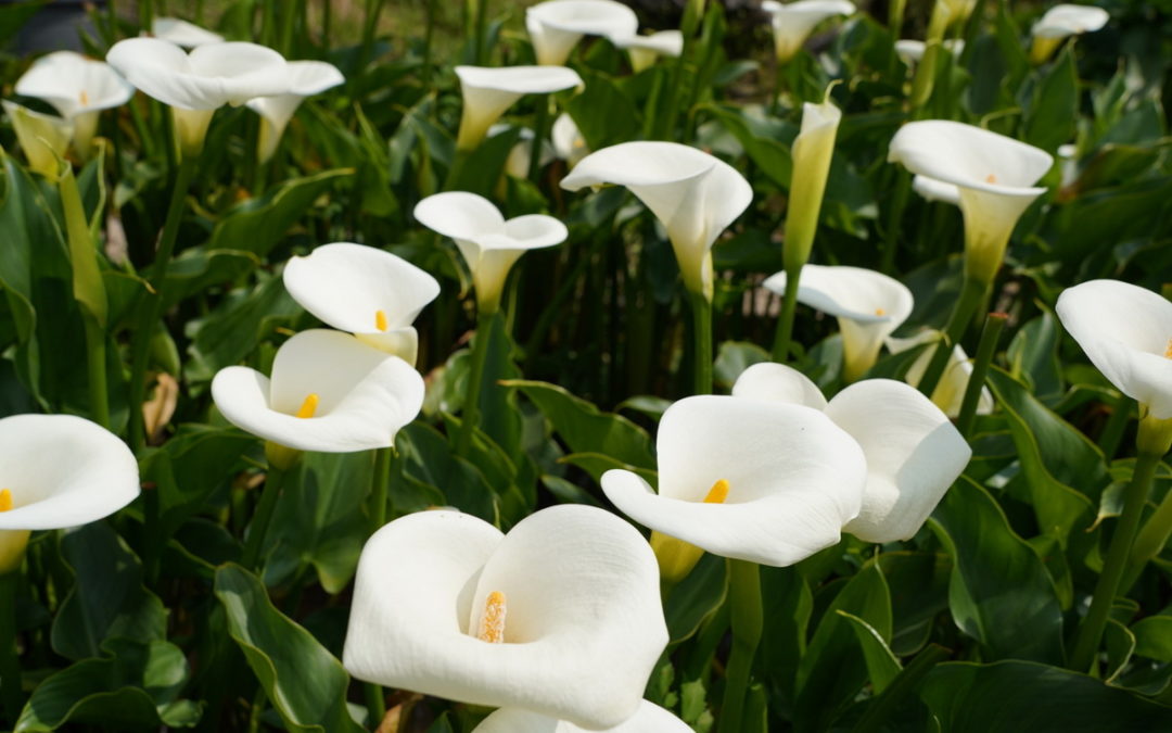 2022年竹子湖花季於3/18正式開鑼  活動主題以「自然白．純彩色」