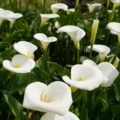 今年竹子湖花季於3月18日正式開鑼，活動主題以「自然白．純彩色」的時尚風格為主軸