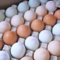 彰化優質蛋品