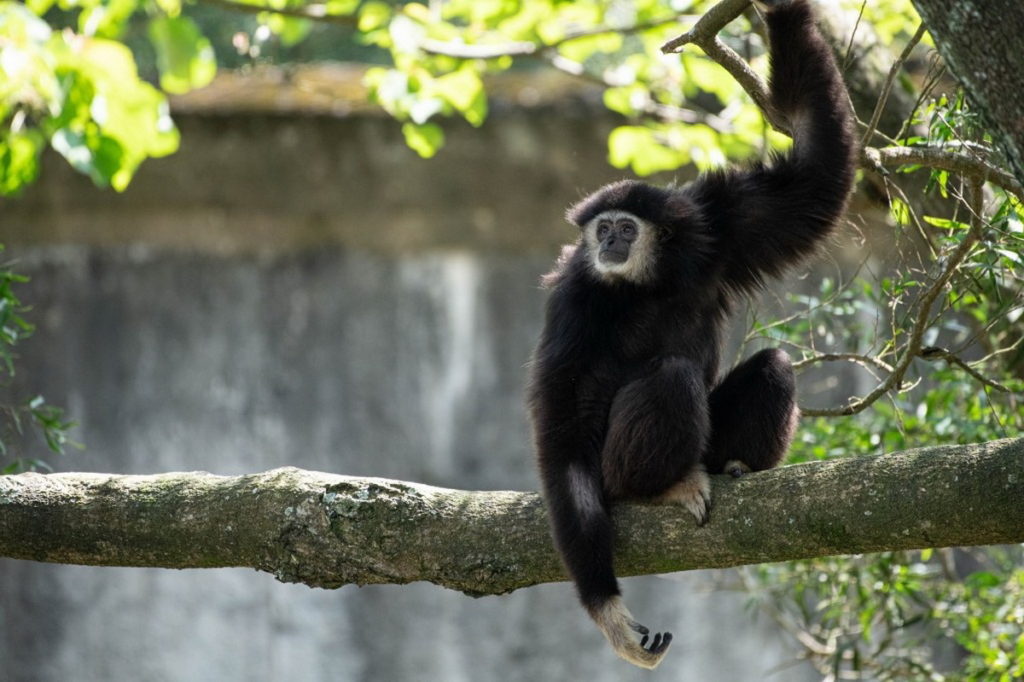 六福村動物保育大平台，與台北市立動物園共同實踐TAZA台灣動物園暨水族館協會長臂猿的保育計畫。(圖／六福旅遊集團提供)