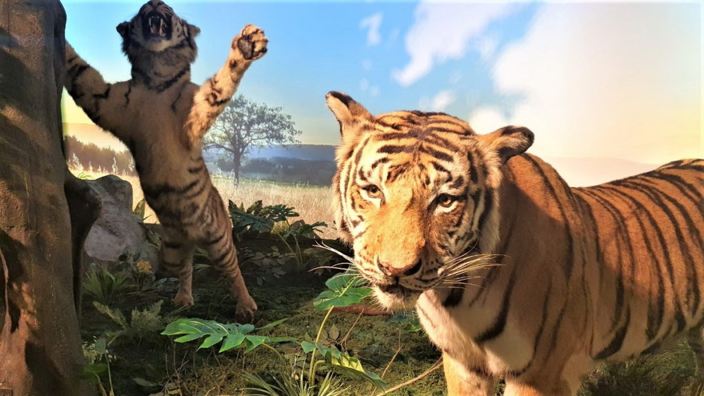 六福村「虎年特展-百獸之王標本」，帶您近距離觀賞老虎栩栩如真的形體及構造。圖 六福村提供