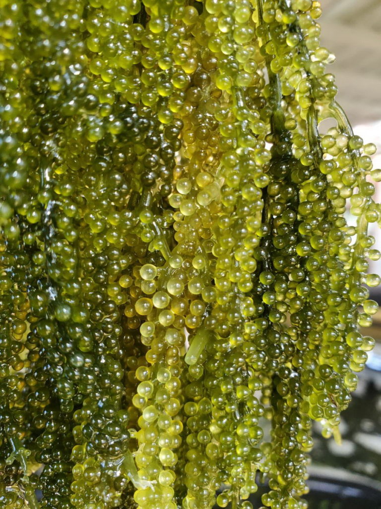 澎湖海葡萄