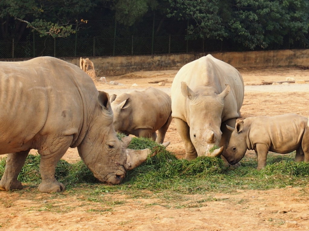 六福村野生動物園有亞洲首屈一指的犀牛繁育研究基地，現有21隻白犀牛，成果傲視亞洲。(圖／六福旅遊集團提供)