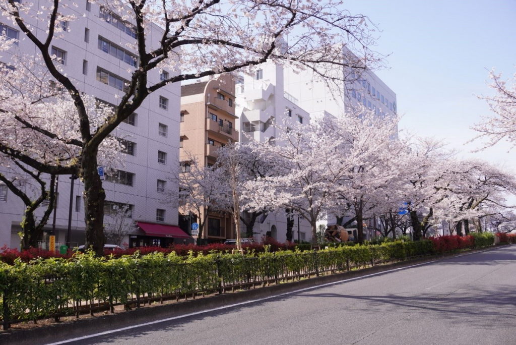 文京區櫻花盛開的播磨坂，美不勝收。（圖片來源：ⒸTCVB）