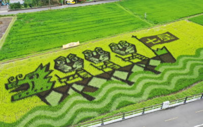 關渡彩繪水稻地景藝術 「稻田裡的龍舟賽」美景呈現