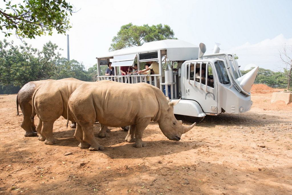 搭乘全球唯一的「犀望巴士」，在導覽人員解說下，近距離觀察犀牛、幫犀牛刷背，享受絕無僅有的體驗。(圖／六福旅遊集團提供)