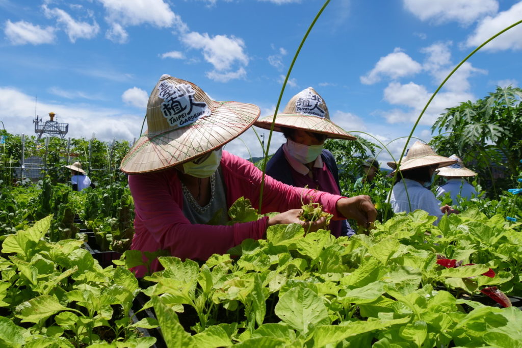 臺北植人在綠屋頂採摘蔬菜