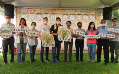 全臺最大市中心水稻田作伙收成　北市食農教育多元體驗