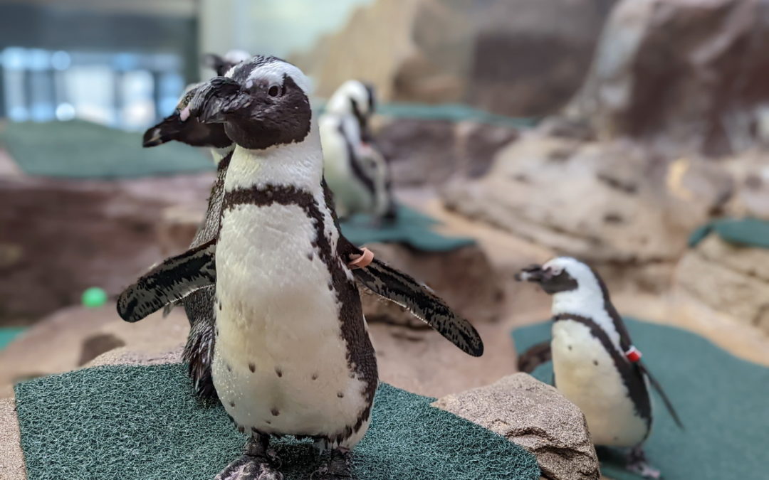 3M幫助動物園內的企鵝保持健康