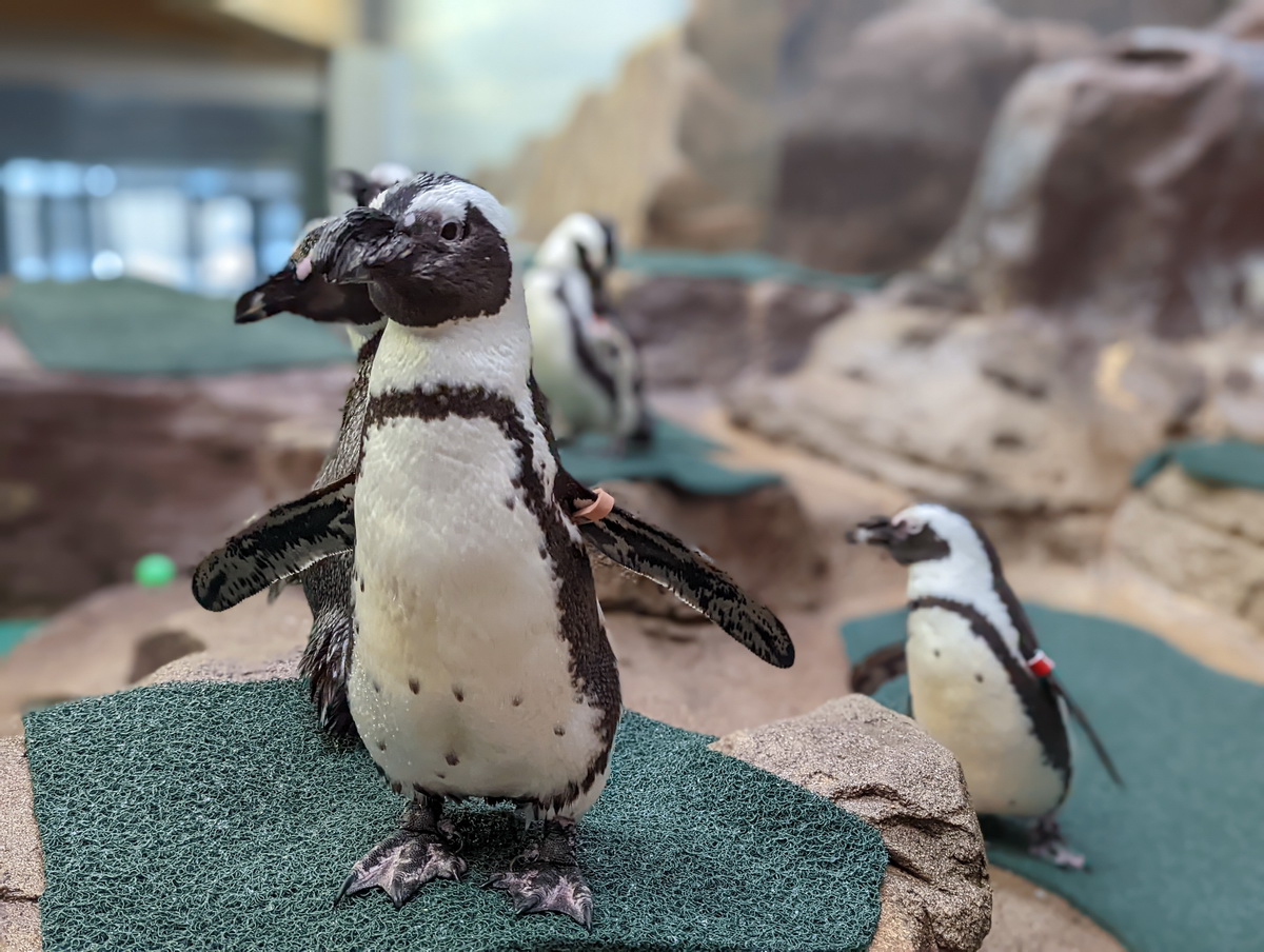 3M幫助動物園內的企鵝保持健康