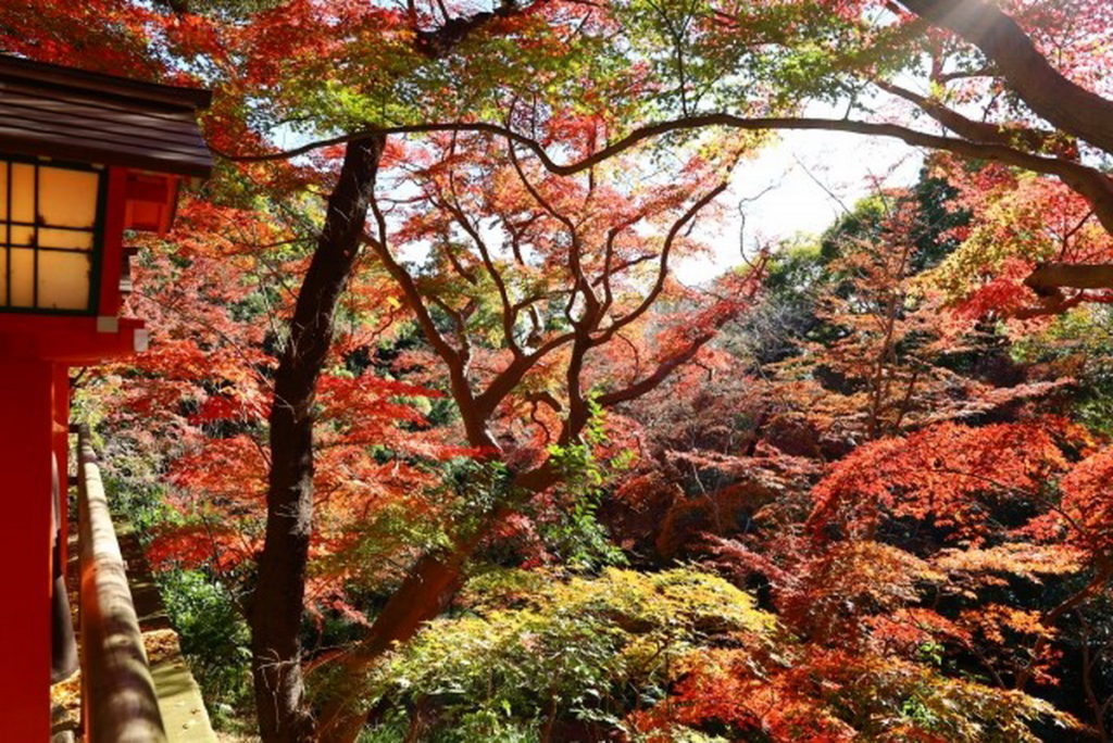 「等等力不動尊」境內呈現季節更迭之美，充滿著日本風情。