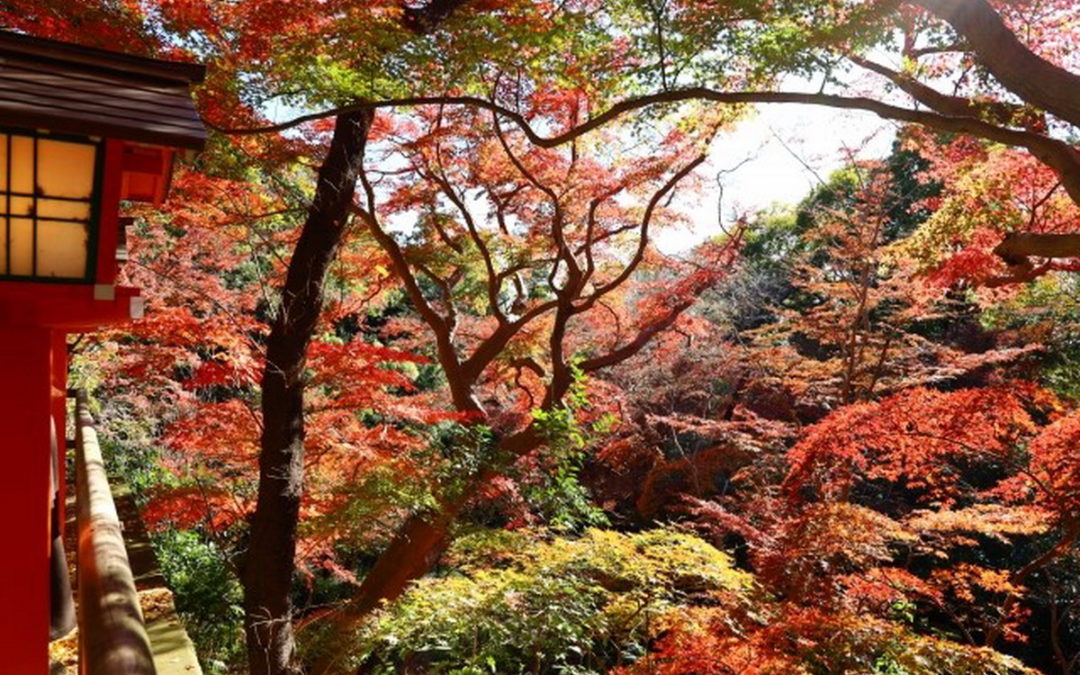 都市裏也能貼近大自然 東京慢活小旅行首選 療癒綠洲「等等力溪谷」