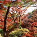 「等等力不動尊」境內呈現季節更迭之美，充滿著日本風情。