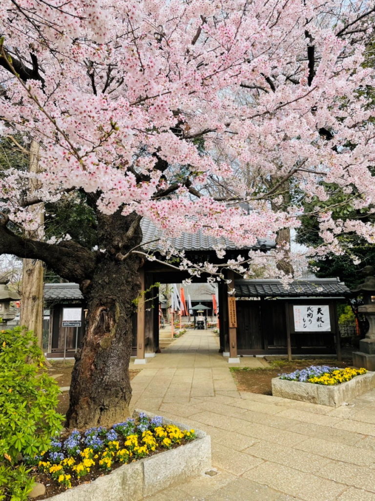 「等等力不動尊」是東京都內著名的賞櫻景點。（照片提供：等等力不動尊）