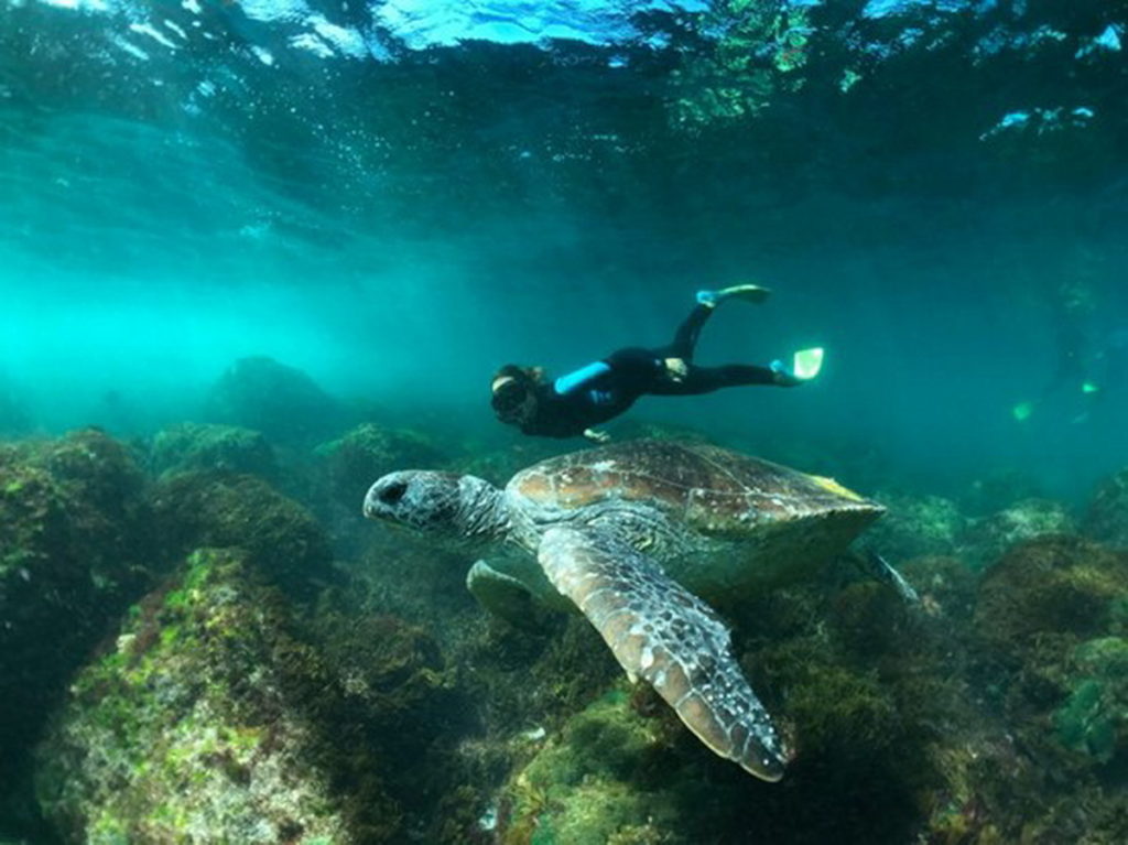 庫克島是最著名的海龜保護區，不僅有著大自然的鬼斧神工創造的美麗礁石、海灘，還有令人目不暇接的豐富多樣的海洋生物和熱帶魚(圖片版權：澳洲昆士蘭旅遊暨活動推廣局)