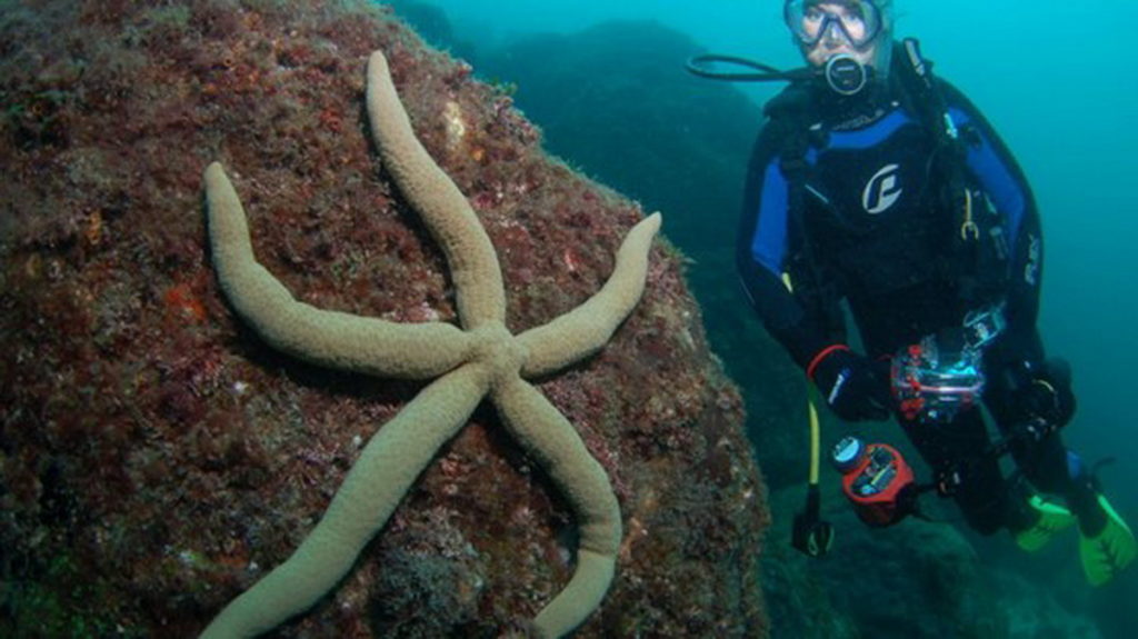 棕櫚礁(PALM BEACH REEF )深度從5米到24米不等，適合不同層次的潛水夫前來探險(圖片版權：澳洲昆士蘭旅遊暨活動推廣局)