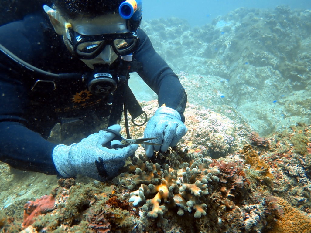 東北角、綠島、小琉球三地每月定期舉辦淨海活動，清除纏繞於珊瑚、礁石上的漁網、漁線等海洋漁業垃圾。（圖片由財團法人日月光環保永續基金會提供）