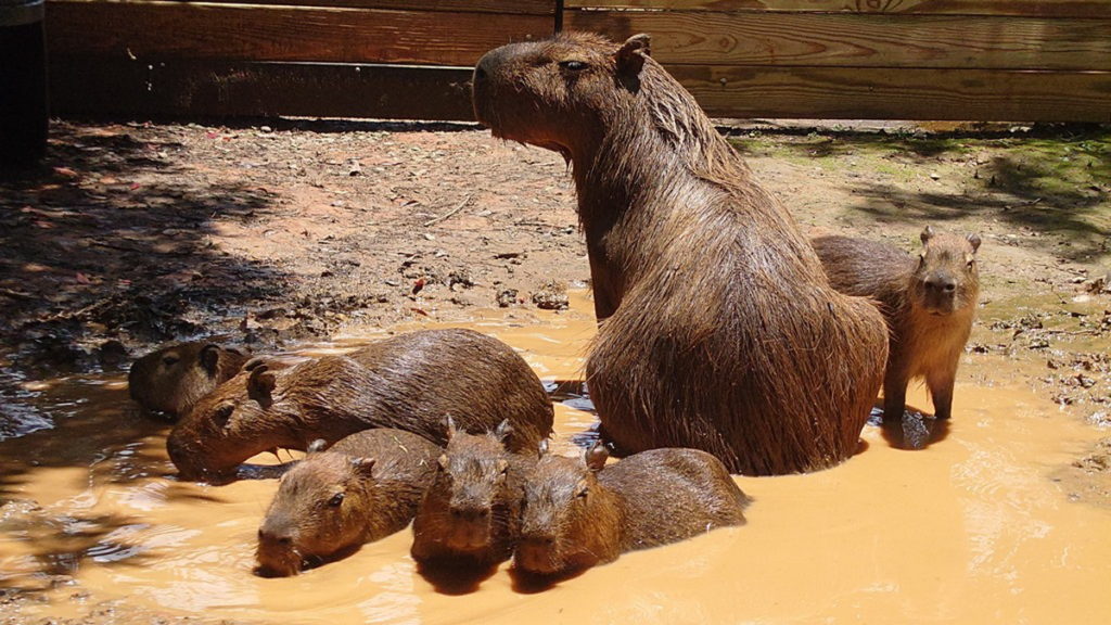 超卡哇伊福豚家族泰奶浴，小水豚在媽媽的帶領下，開心滾泥巴浴，用泥巴降低體溫，幫助身體保持涼快。(圖／六福旅遊集團)