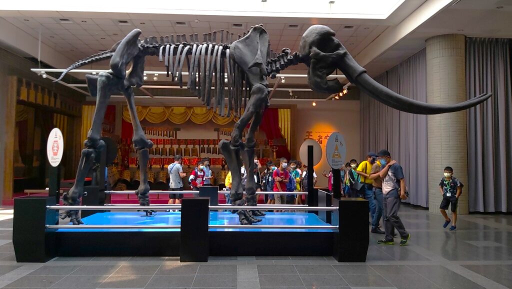科博館展示「古菱齒象骨架」（圖/陳惠玲攝影）