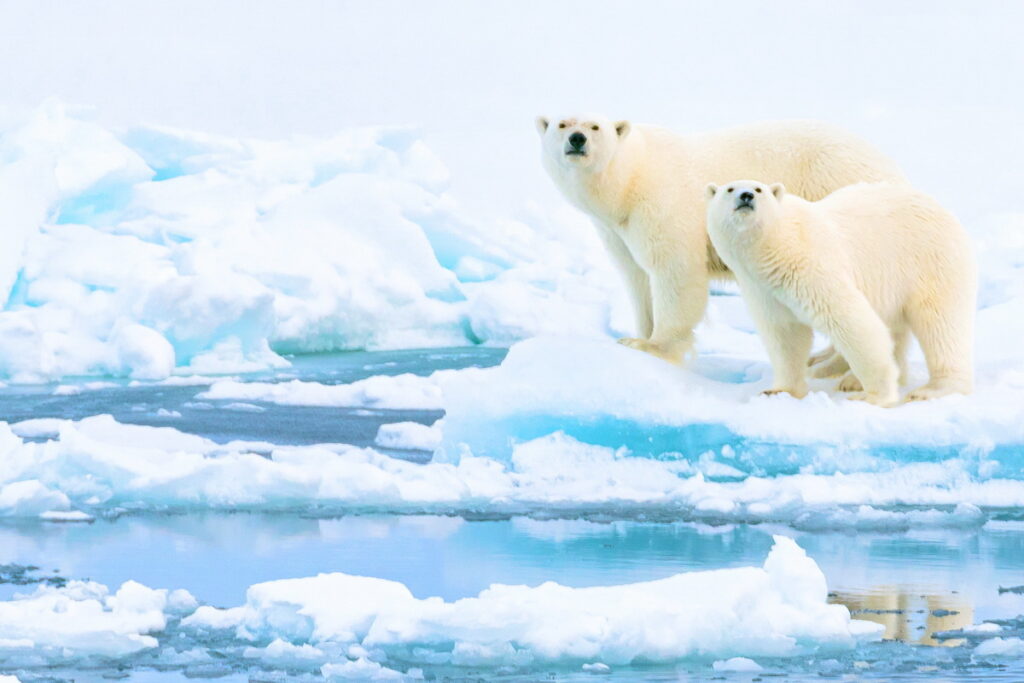 正北極參與世界之巔的破冰船之旅