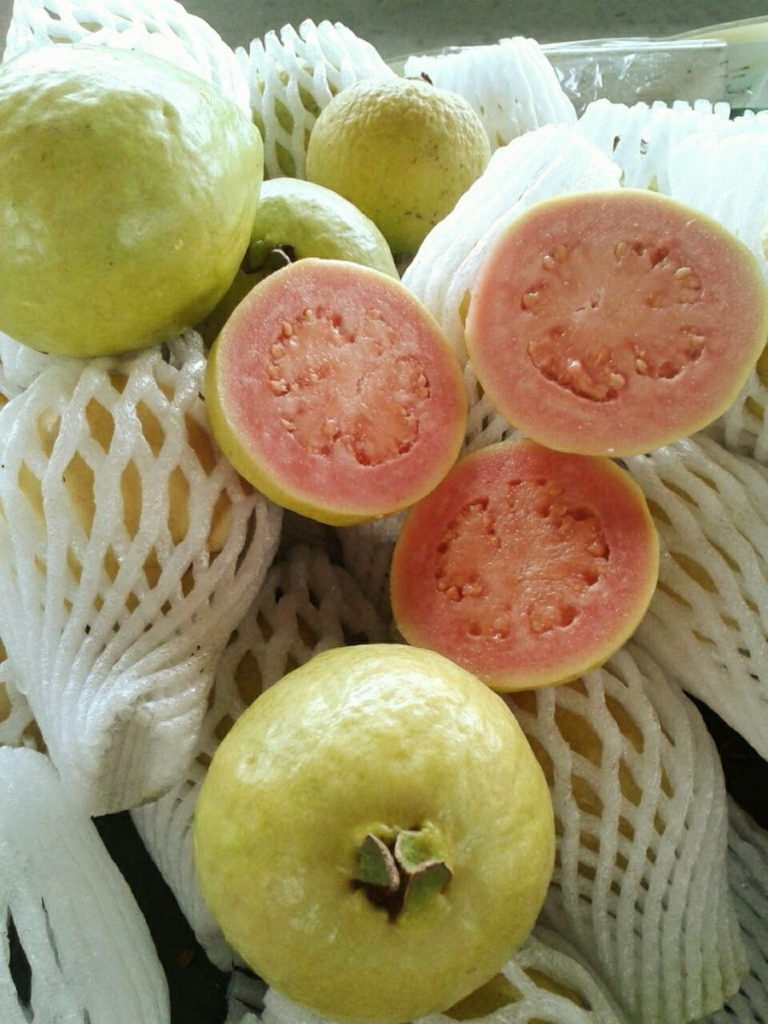 宜蘭當地所盛產的芭樂，反倒是以果肉軟Q作為主打特色