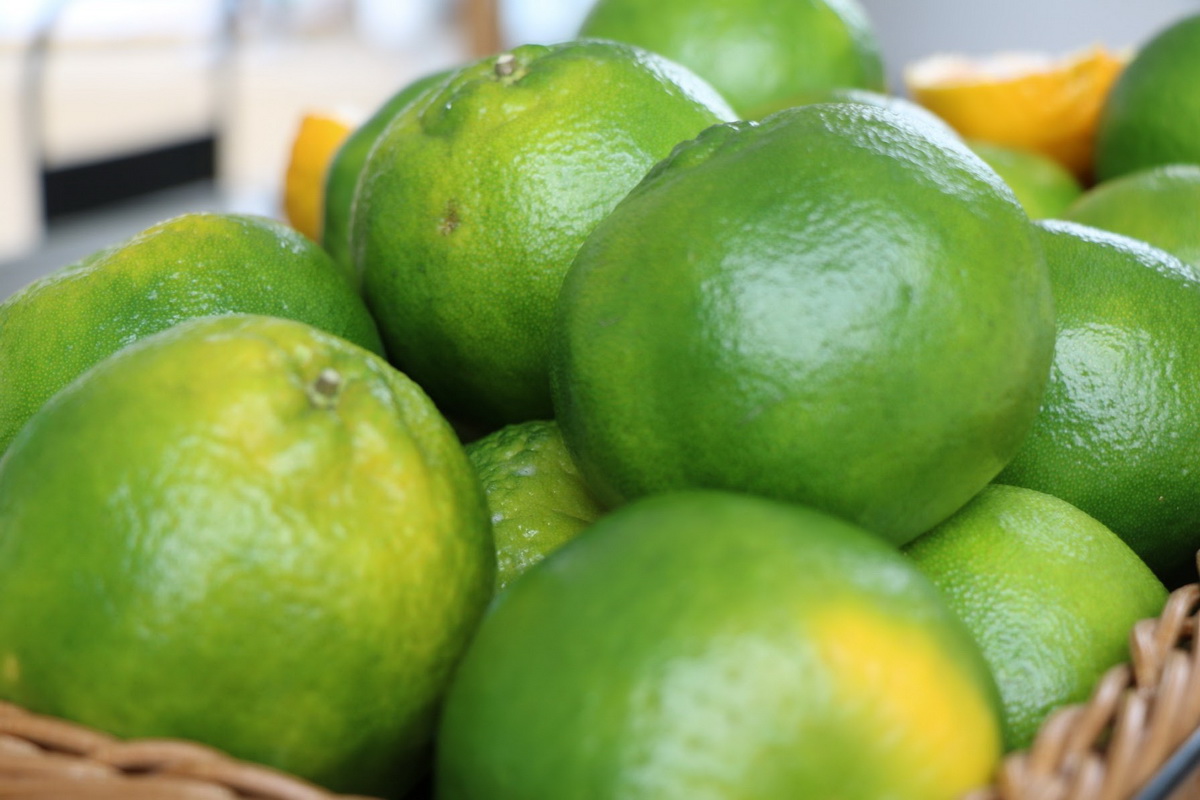 青皮椪柑是柑橘中較早盛產的品種之一