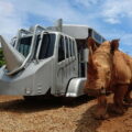 關西六福莊「友善大地住房專案」全球唯一的蘇丹犀望巴士體驗，不用去非洲就能跟犀牛近距離同樂，旅展價29,800元。(圖／六福旅遊集團提供)