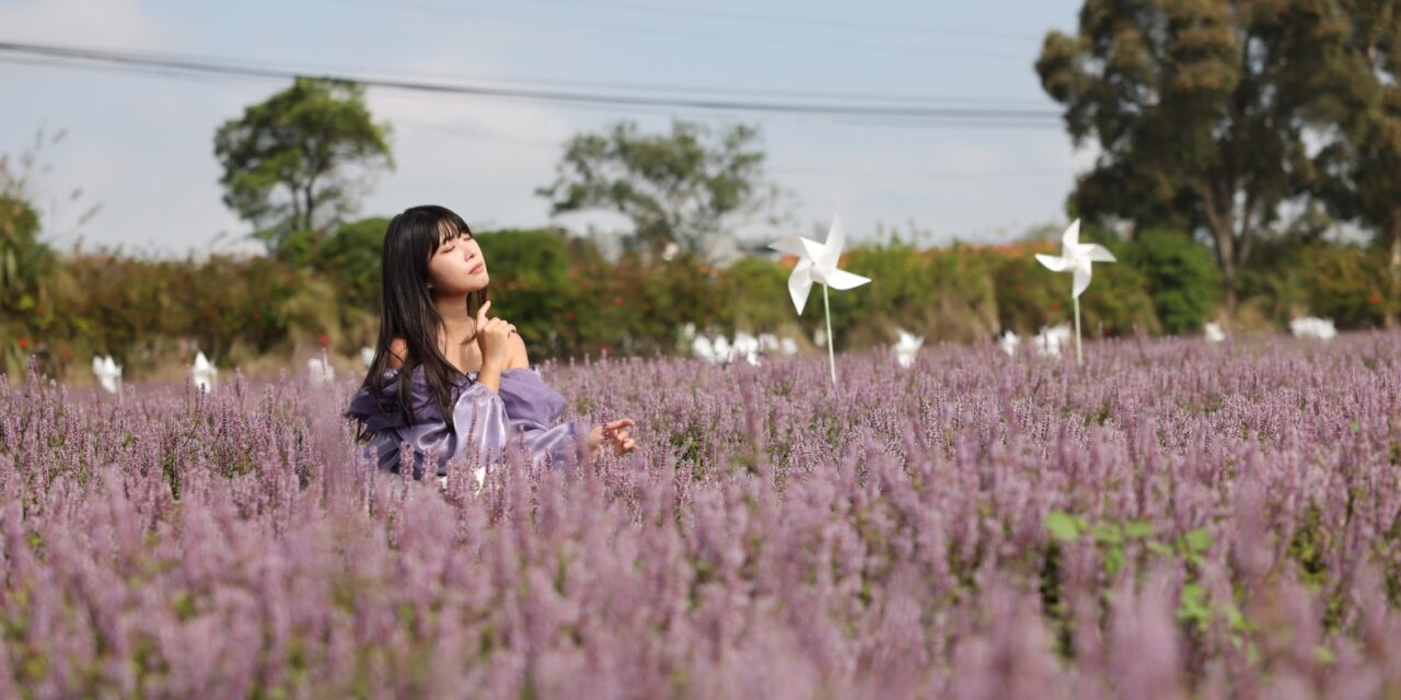 ▲@lililanwang_tw 紫色浪漫即將來襲，今年仙草盛開已超過七成。(圖/ @lililanwang_tw 提供)