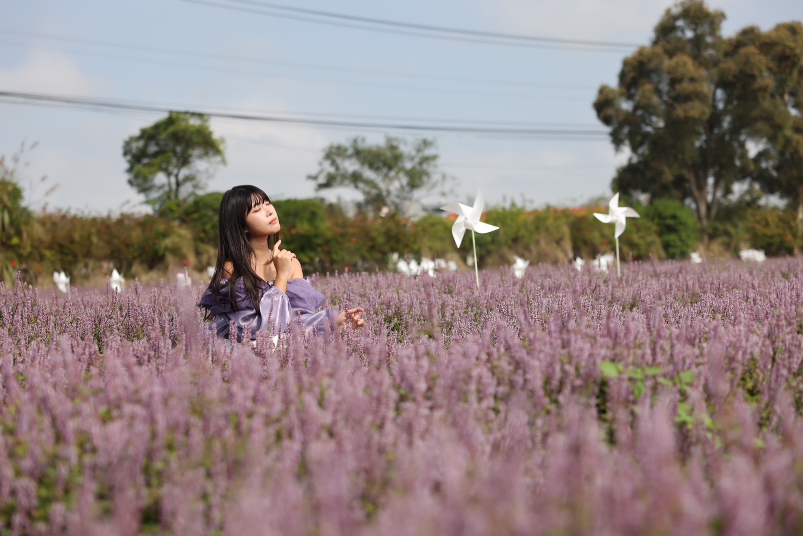 ▲@lililanwang_tw 紫色浪漫即將來襲，今年仙草盛開已超過七成。(圖/ @lililanwang_tw 提供)