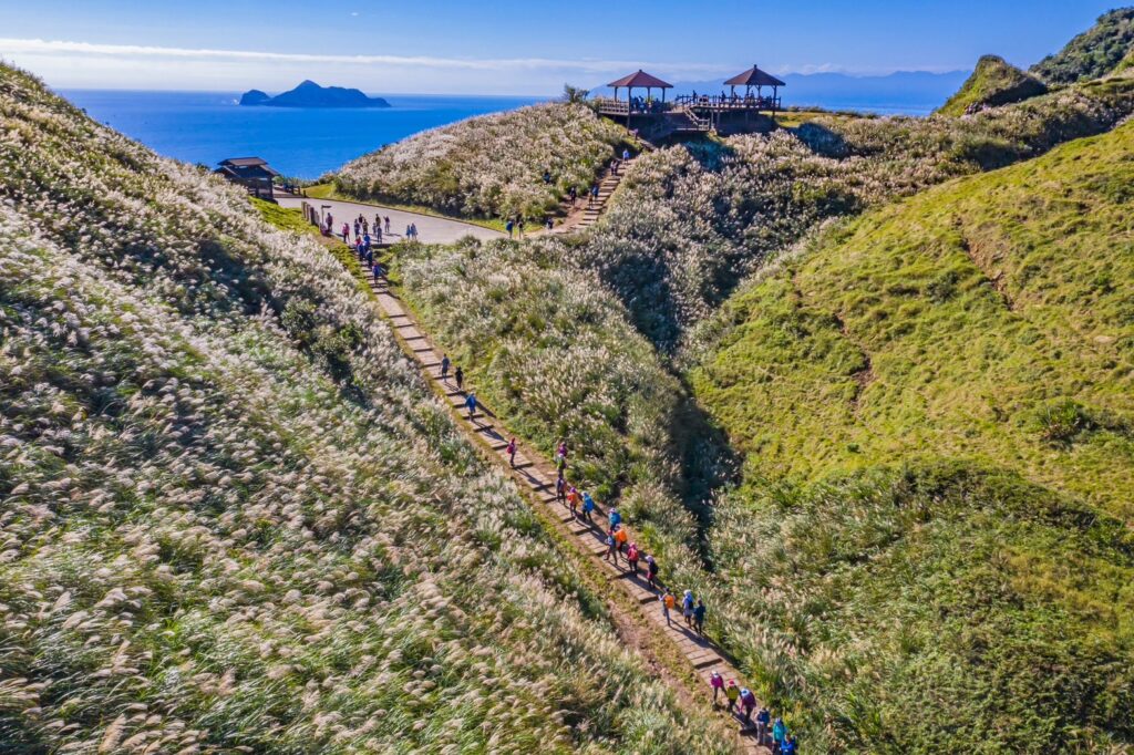 東北角風管處將於11 月17 日舉辦「國際綠色目的地永續觀光論壇」，圖為福隆秋季賞芒花步道，又可遠眺龜山島。