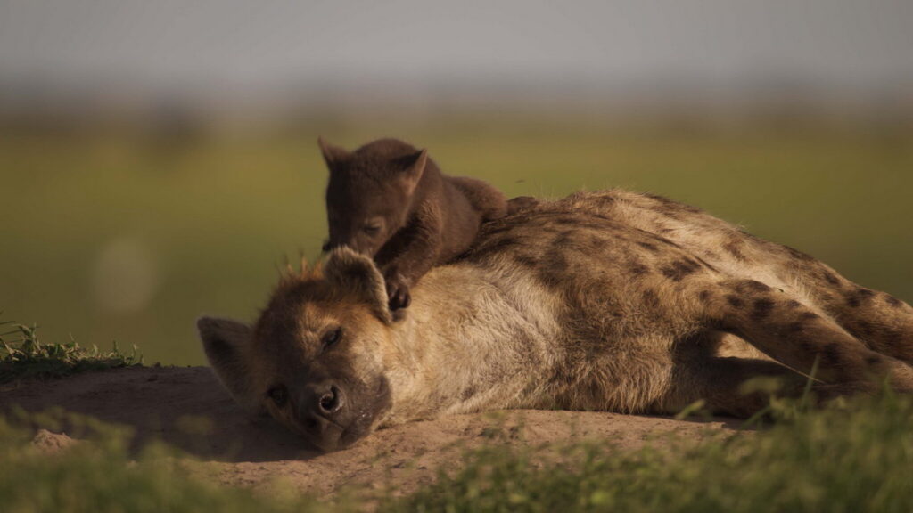 《王朝II》透過真實紀錄，翻轉斑鬣狗過往在影劇中的負面形象，看到牠們照顧弱小幼獸、支持同伴的溫暖性格。
