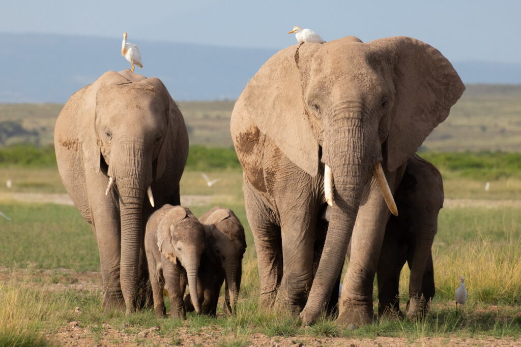 第三集帶領觀眾來到東非肯亞－安波塞立國家公園，拍攝非洲象家族首領「安吉麗娜」與象群的生存故事。