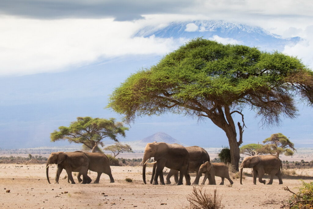 非洲象的生存密技－超級長壽的超強吃貨，一天16小時都在進食。