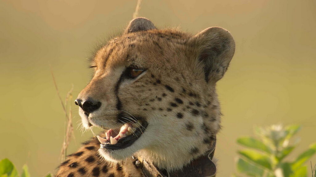 第四集來到非洲內陸的尚比亞西部草原，一窺生了10多隻幼獸的獵豹媽媽「卡麗」，如何慢慢養大3支獵豹女兒的故事。