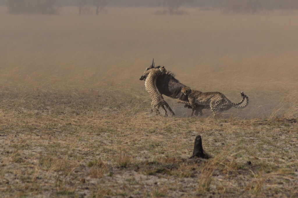 獵豹的生存密技－從靜止加速至每小時75 公里只要一眨眼，號稱動物界的法拉利。