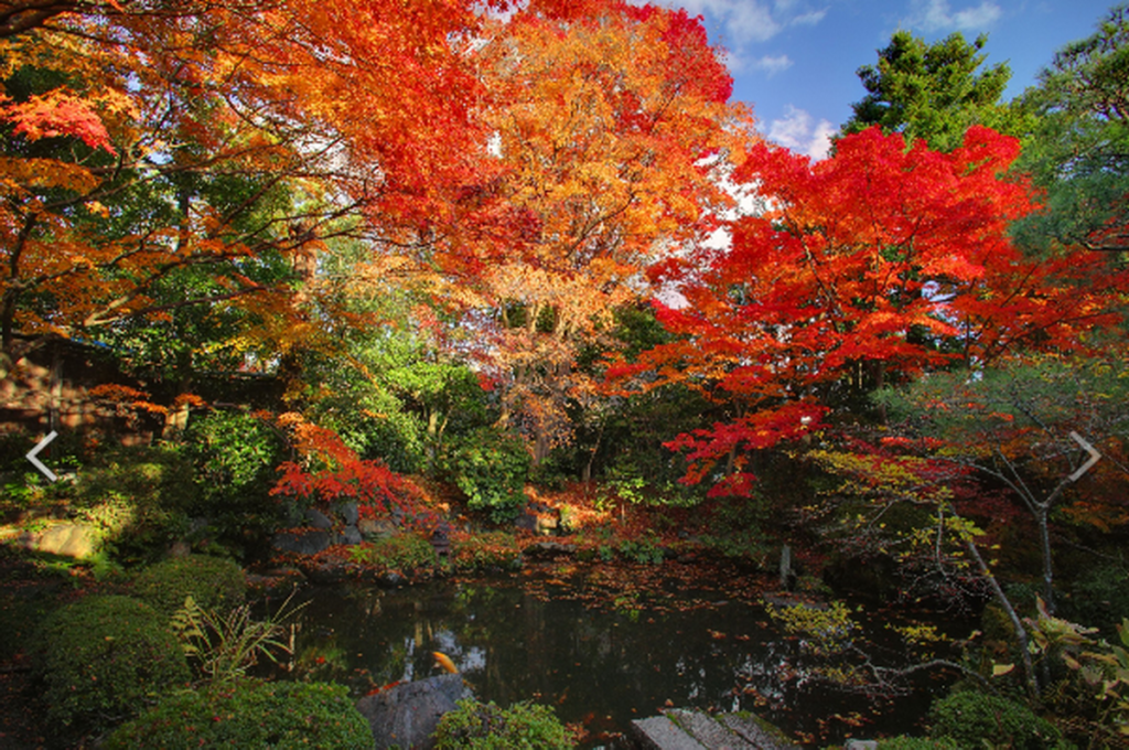 日本秋楓紅葉美景-可樂旅遊提供