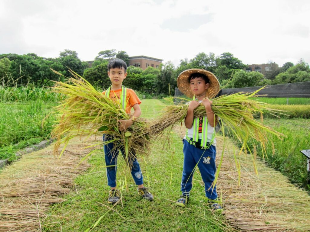 建蓁環境教育基金會帶領小朋友體驗種稻瞭解米食文化。