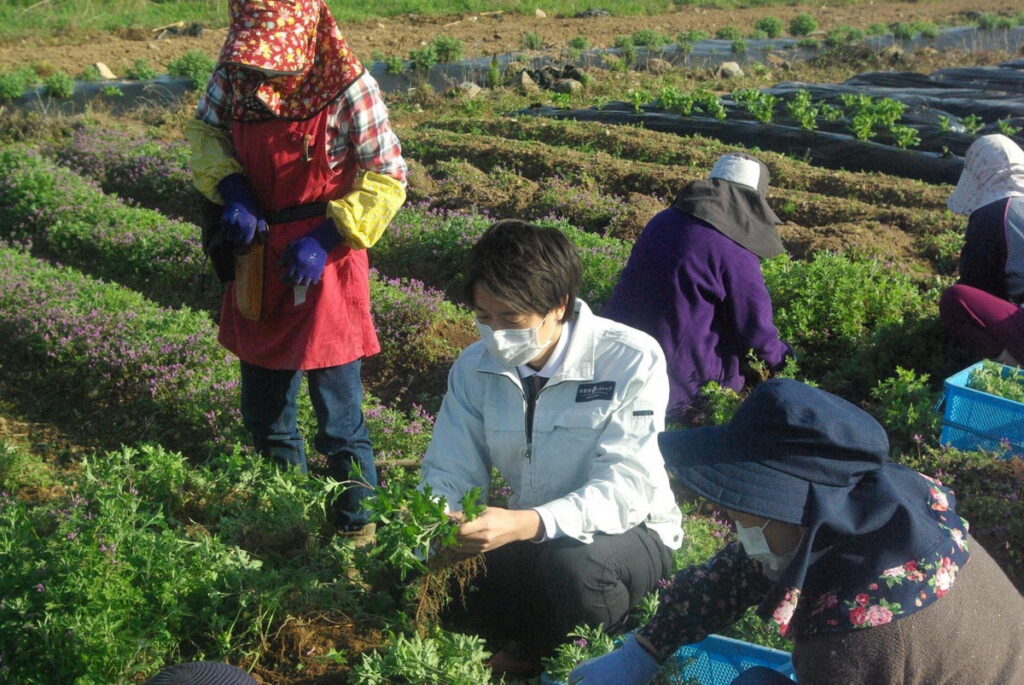 朵茉麗蔻研究開發人員與農家一起進行不知火菊採收作業。