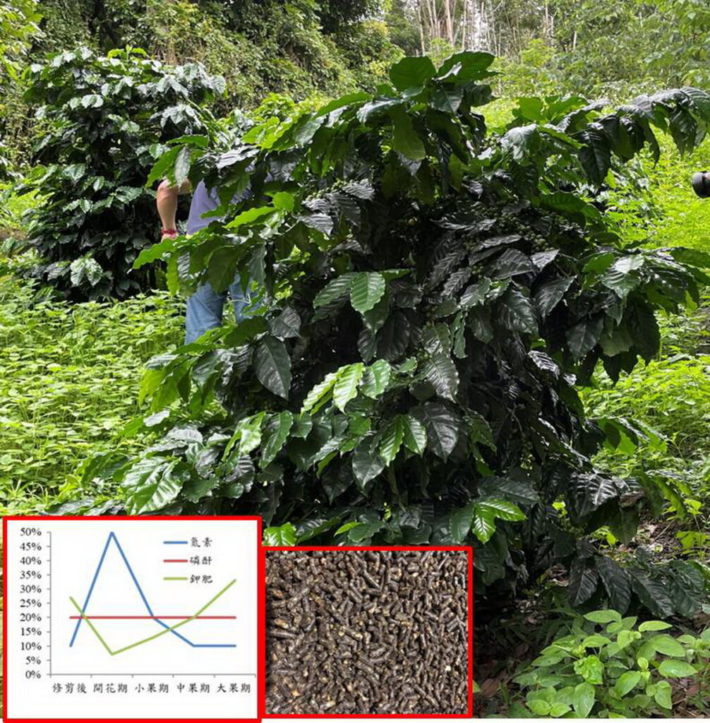 依據咖啡整年度不同生育時期進行肥料配比及調整