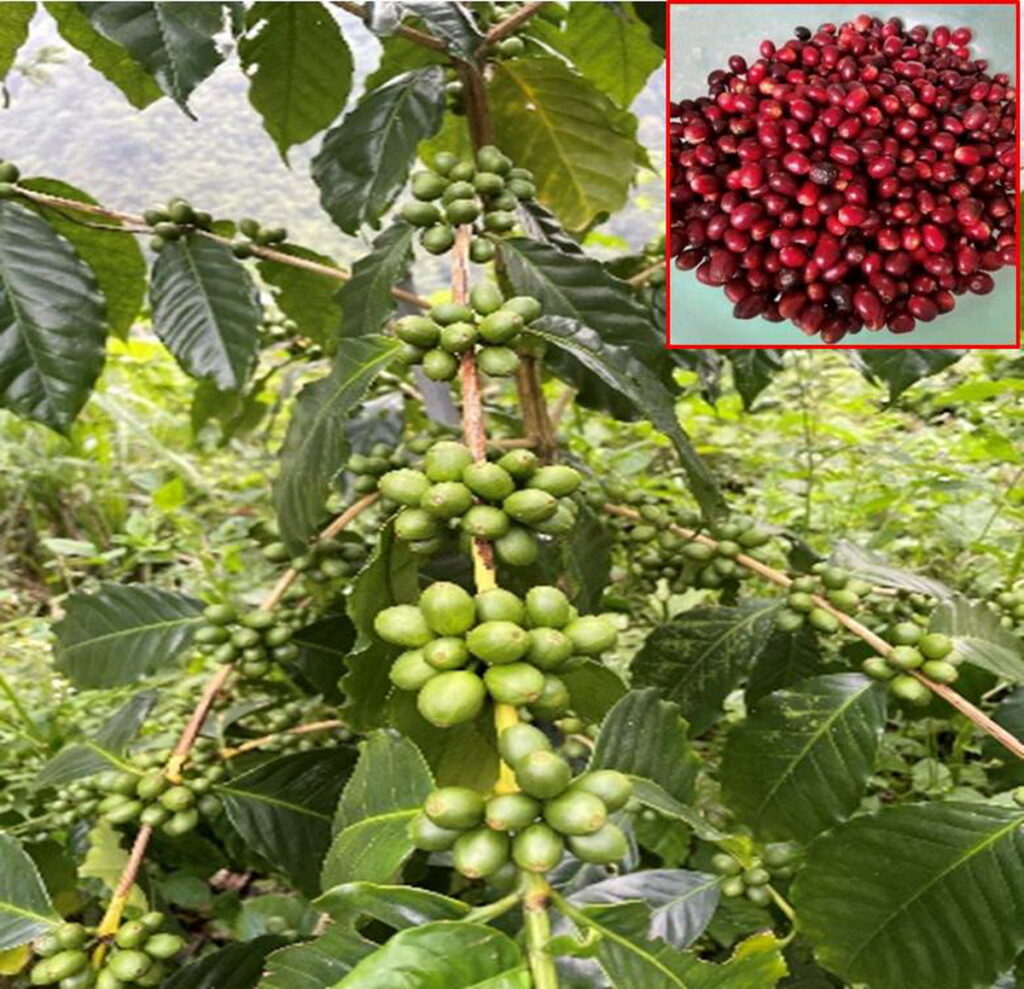 施用咖啡專用肥之咖啡鮮果生長成熟度較一致，果實採收期較集中