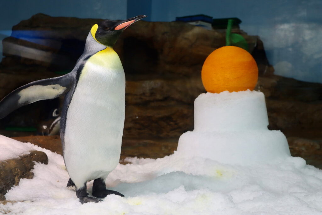 _Xpark為企鵝特別準備新春驚喜「企鵝冰雪鏡餅」寵愛有禮!