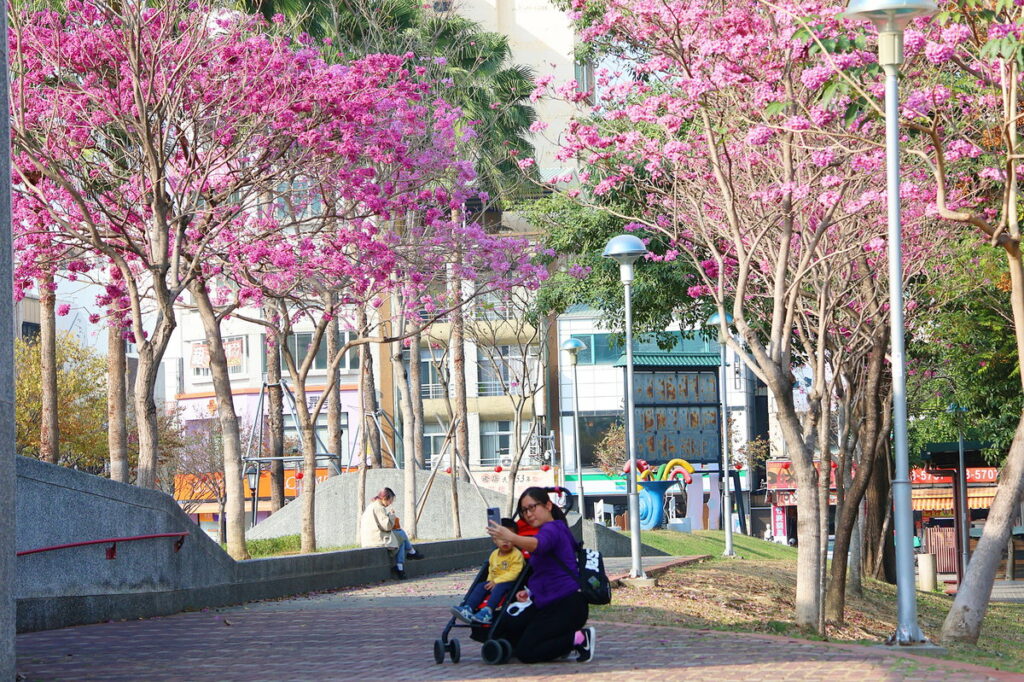 文化公園洋紅風鈴木吸引民眾拍照