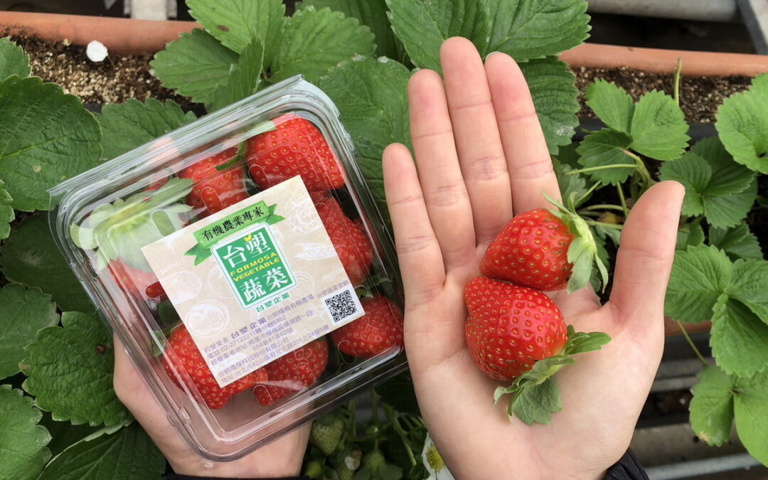 每日限量供應！7-ELEVEN門市有機草莓獨家開賣 攜手農糧署推出9款產銷履歷水果禮盒　