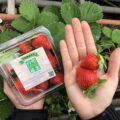 看好冬季草莓的高人氣，7-ELEVEN於實體門市、線上i划算平台販售新鮮盒裝香水草莓，自1月9日起於大台北地區門市限量開賣與台塑有機農場合作的盒裝「台塑有機草莓」
