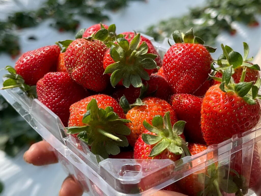 農友們多採溫室高架栽種，讓民眾在下雨天也能輕鬆享受採草莓樂趣。