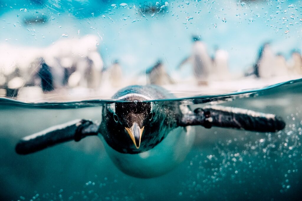 企鵝們結束了換羽期，快樂游泳玩水。圖／屏東海生館提供