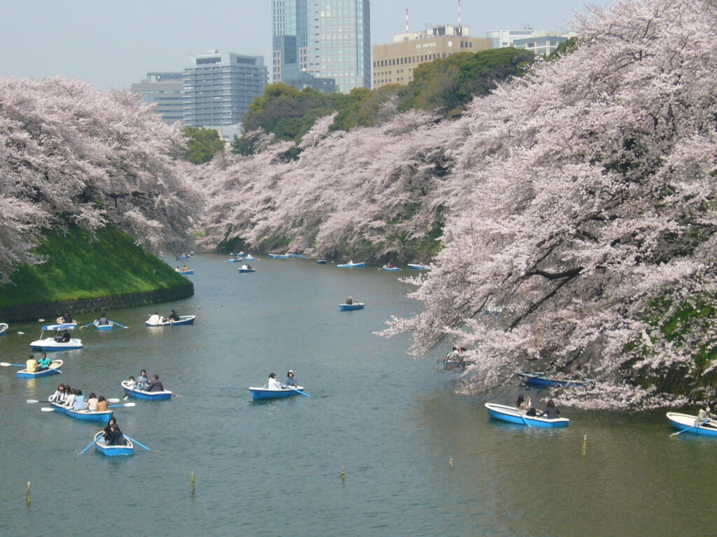 千鳥之淵的櫻花，搭配千鳥之淵划船畫面，粉紅仙境悠然自得，太浪漫了。（圖片來源：©TCVB）